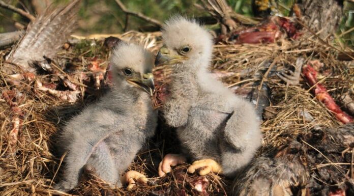 baby eagle in a nest