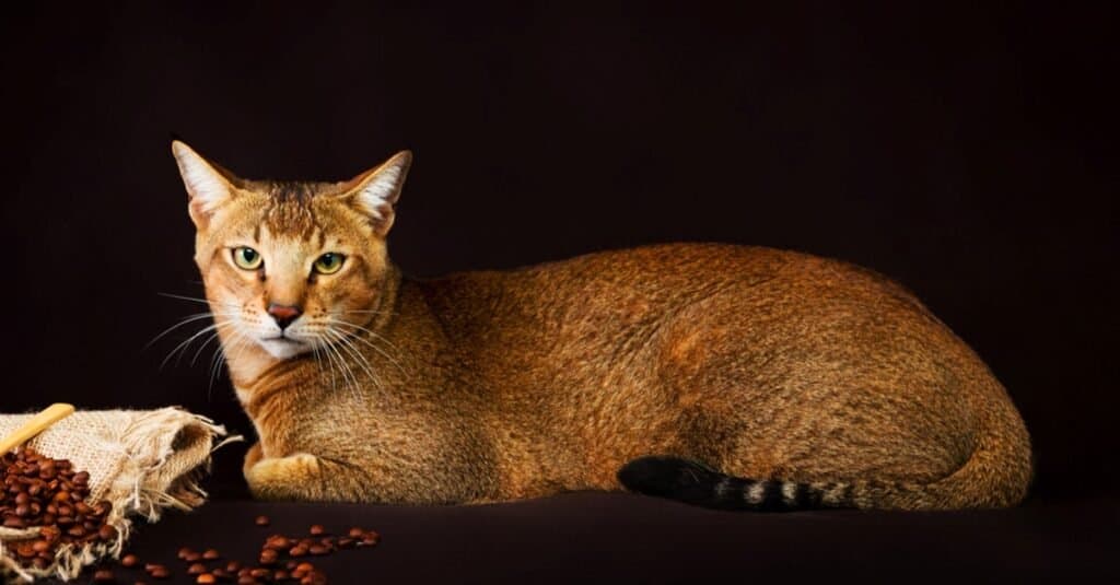 I gatti più lunghi - Chausie