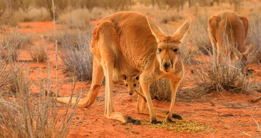 Canguro femmina rosso con un joey in tasca, Macropus rufus, sulla sabbia rossa dell'Australia centrale dell'entroterra.