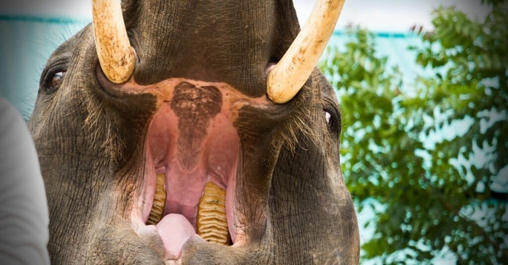 l'elefante-apre-la-bocca-per-mostrare-i-denti