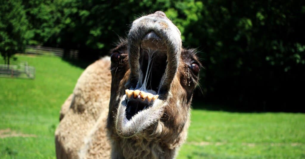 Denti di cammello - Cammello aggressivo