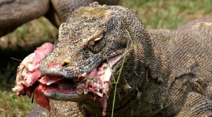 Komodo Dragon Teeth