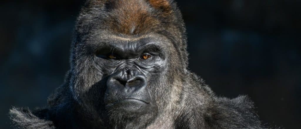 Gorilla di pianura occidentale (gorilla, gorilla, gorilla) con sguardo forte e arrabbiato sul viso