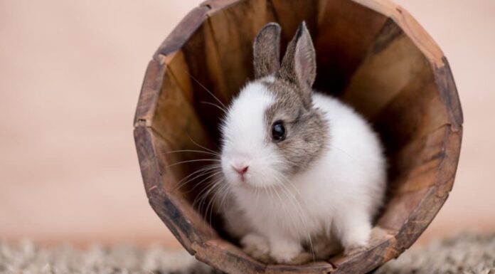Conigli selvatici e domestici: spiegate le differenze
