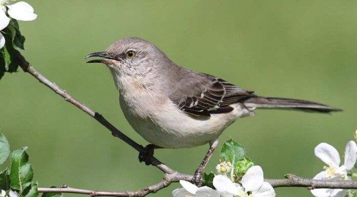  Cosa mangiano i Mockingbirds?  I migliori alimenti nella loro dieta
