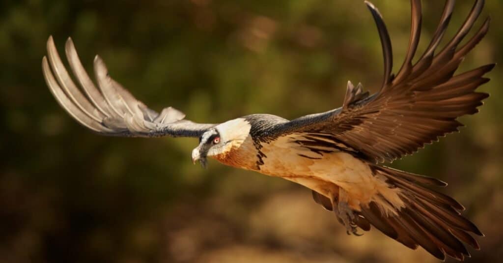 L'avvoltoio barbuto più alto in volo