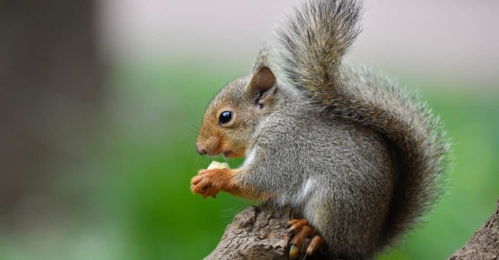 Scoiattolo giapponese che mangia una noce