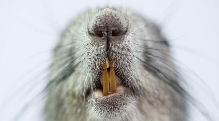 Squirrel Teeth - Squirrel Showing its Teeth