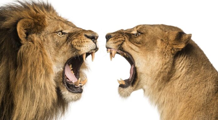 Elefante contro leone: chi vincerebbe in un combattimento?
