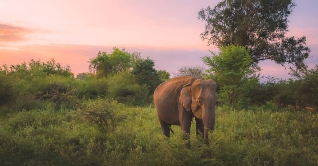 Dove vivono gli elefanti - l'habitat degli elefanti