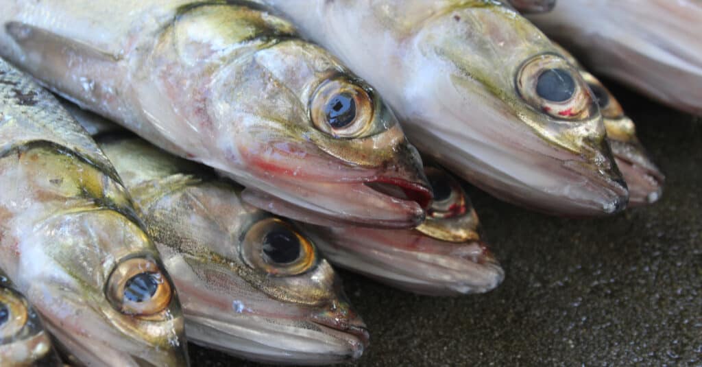 What Do Ladyfish Eat - Gruppo di dieci libbre