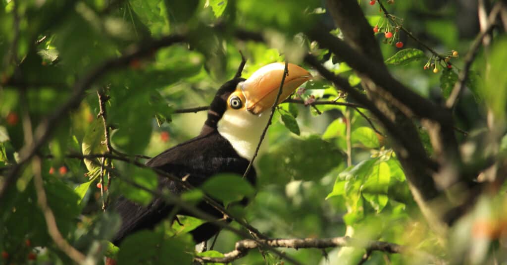 primo piano del tucano del bambino