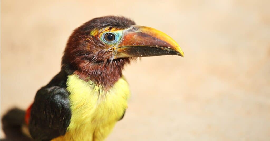 ritratto di tucano bambino