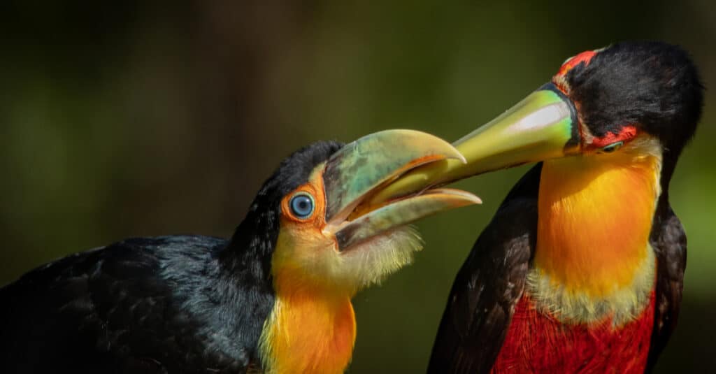 tucano bambino che mangia