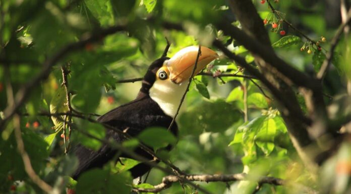 baby toucan closeup