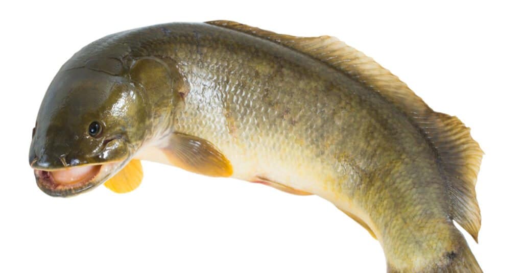 I pesci Bowfin hanno squame ganoidi che aiutano nella termoregolazione.