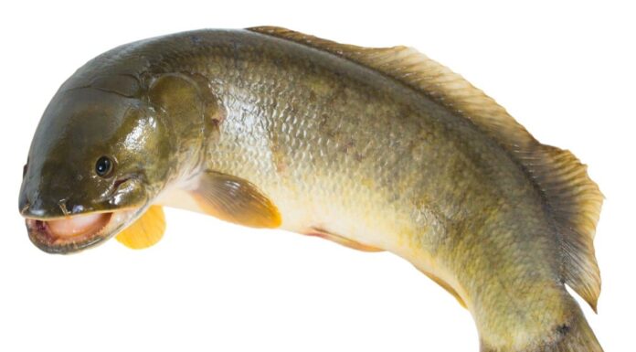 Bowfin isolated on white background