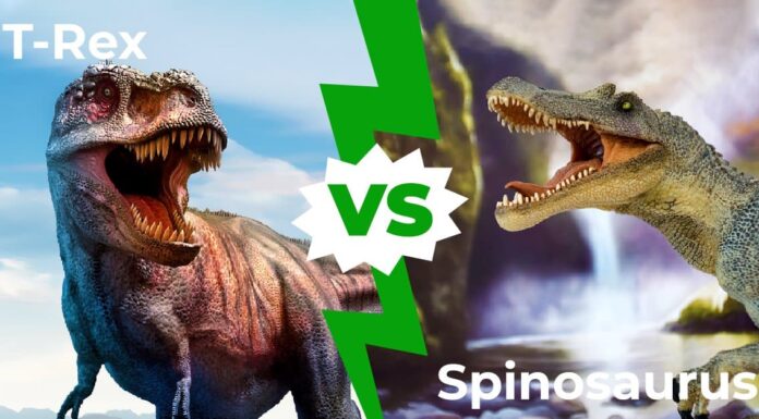 T-Rex vs Spinosaurus