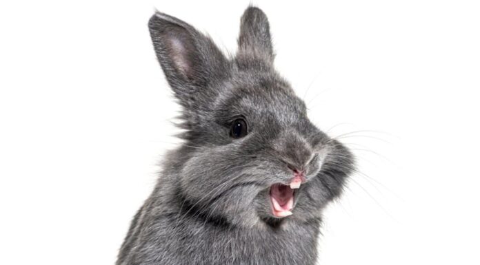 Rabbit Teeth - Expressive Rabbit