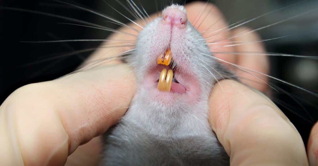Denti di ratto - Incisivi di ratto