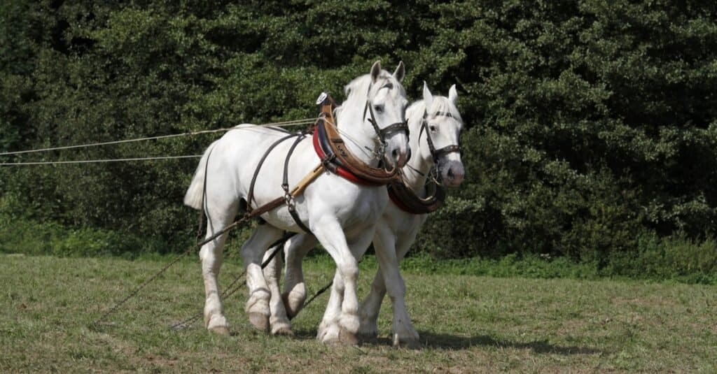 I cavalli più alti - Boulonnais