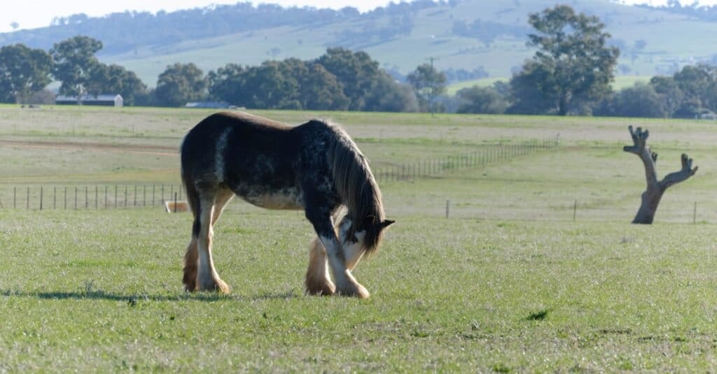 I cavalli più alti - Progetto australiano