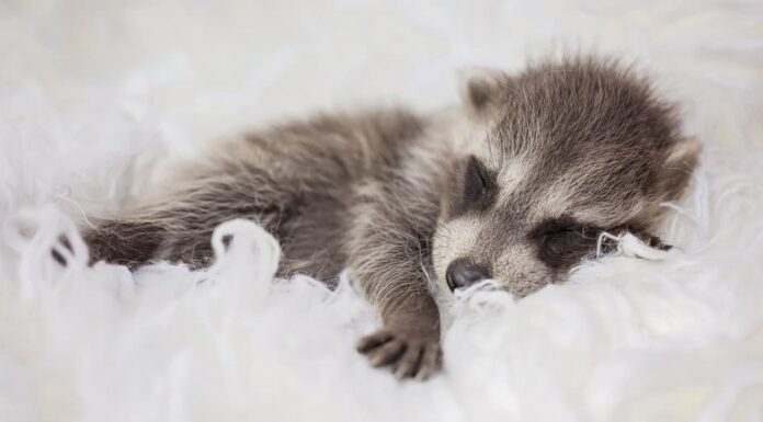 baby racoon peeking