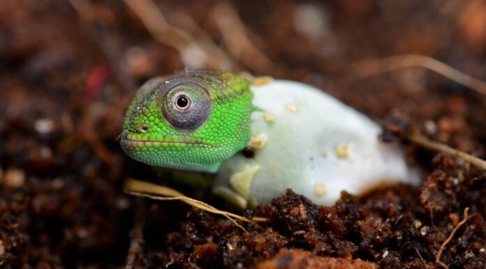 baby chameleon hatching