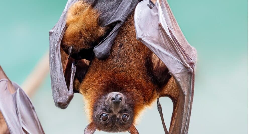 pipistrello e madre