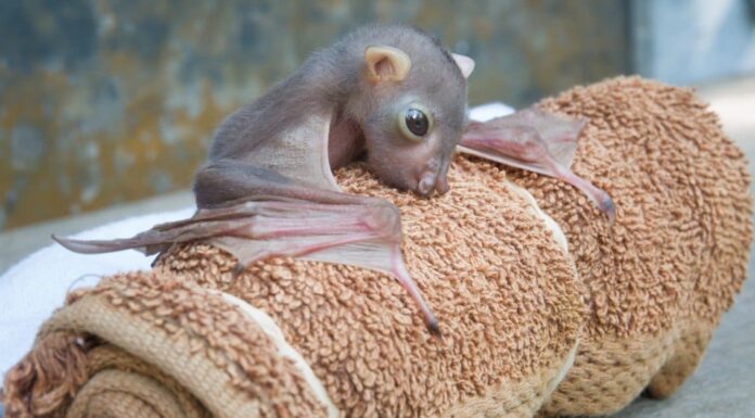 baby bat roosting