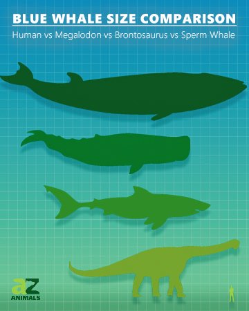 Confronto delle dimensioni della balenottera azzurra - Balena blu contro dinaosauro e megalodonte