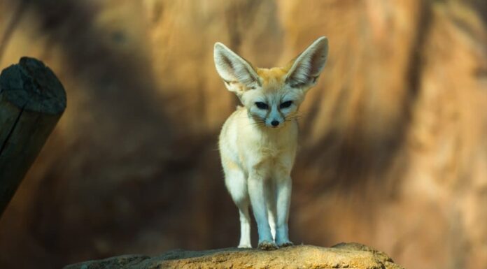 Cosa mangiano le volpi Fennec?
