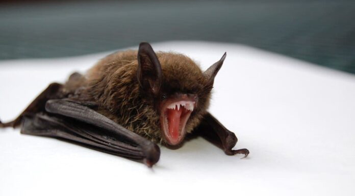 Close-up of Little Brown Bat.