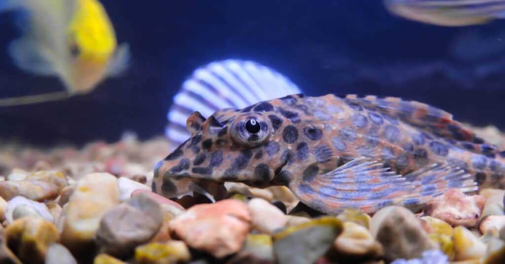 Cosa mangiano i Plecos (pesci ventosa) - Pleco in acquario