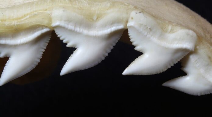 Tiger Shark Teeth - Zoom of Tiger Shark Teeth