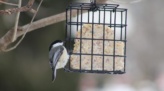 What Do Chickadees Eat?