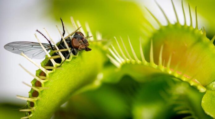 Carnivorous Plants: Venus Flytrap