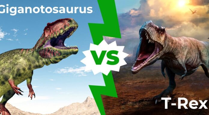 Giganotosaurus vs T-Rex