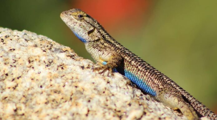 What do blue belly lizards eat - Up close on face