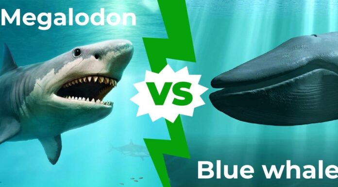 Megalodon vs blue whale