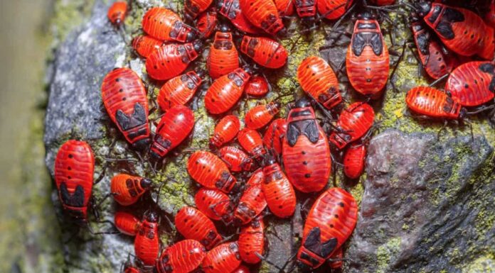 10 coleotteri rossi e insetti che dovresti conoscere!
