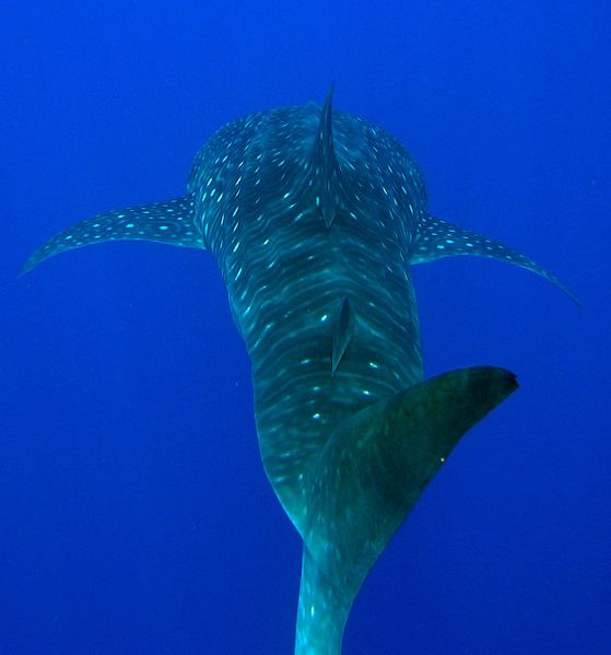 Pinne dorsali dello squalo balena