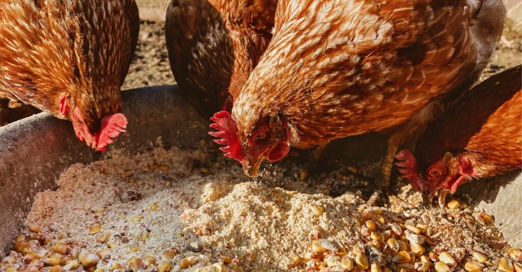 Denti Di Pollo - Polli Che Mangiano