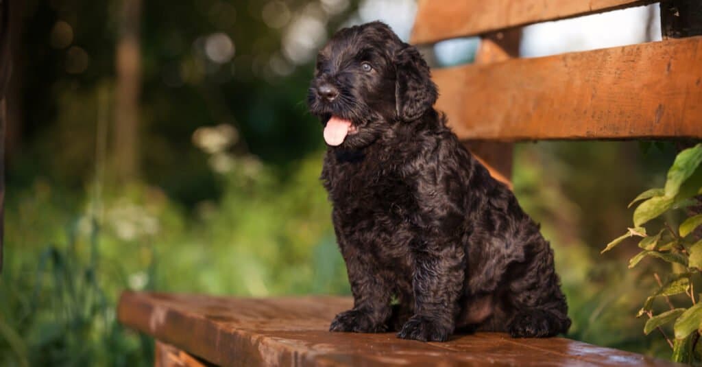 Black Russian Terrier seduto fuori sulla panchina con la lingua fuori