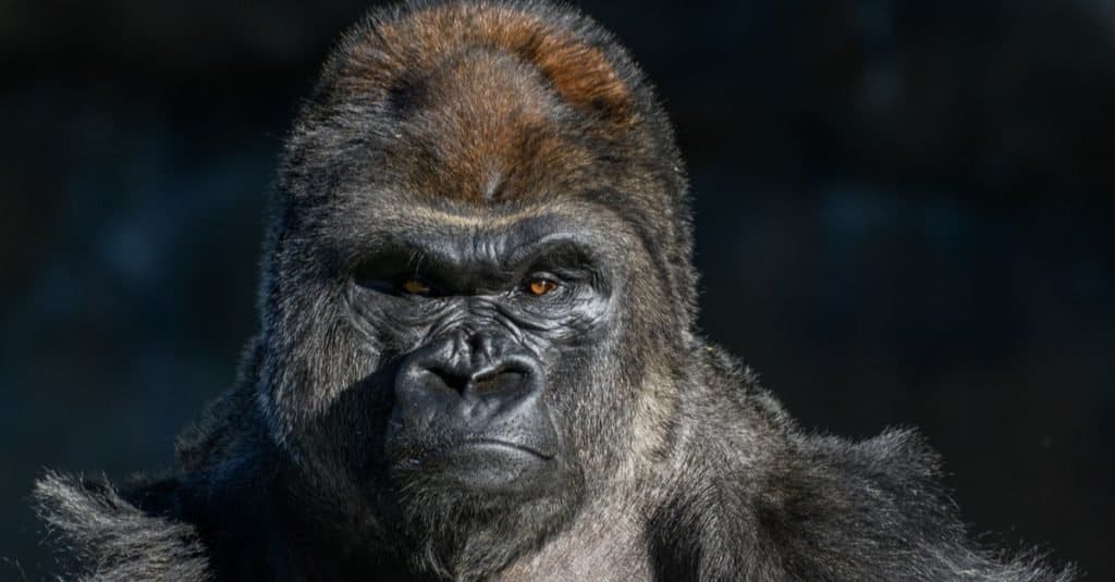 Gorilla di pianura occidentale con uno sguardo forte e arrabbiato sul viso