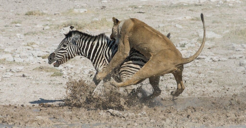 Cosa mangiano i leoni: la zebra che caccia il leone