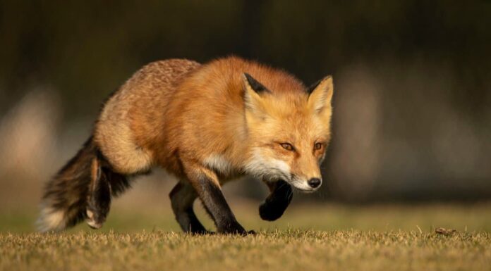 Fox Habitat: dove vivono le volpi?
