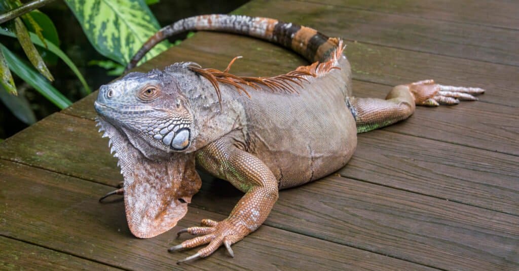 Iguane colorate - Iguana rossa 