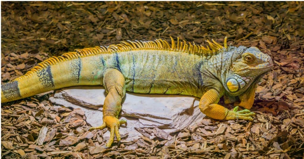 Iguana dal dorso giallo