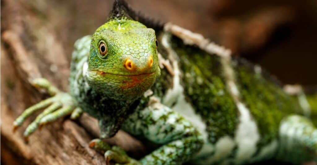 Iguane più grandi - Iguana creata dalle Fiji